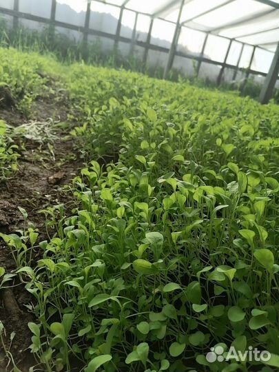 Мне требуется Инвестор и Компаньон