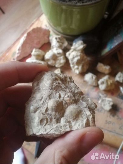 Окаменелости древнего моря