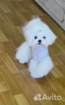 Мальтийская болонка кобель вязка