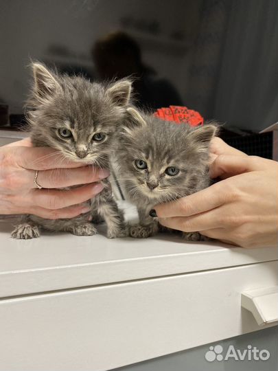 Котята