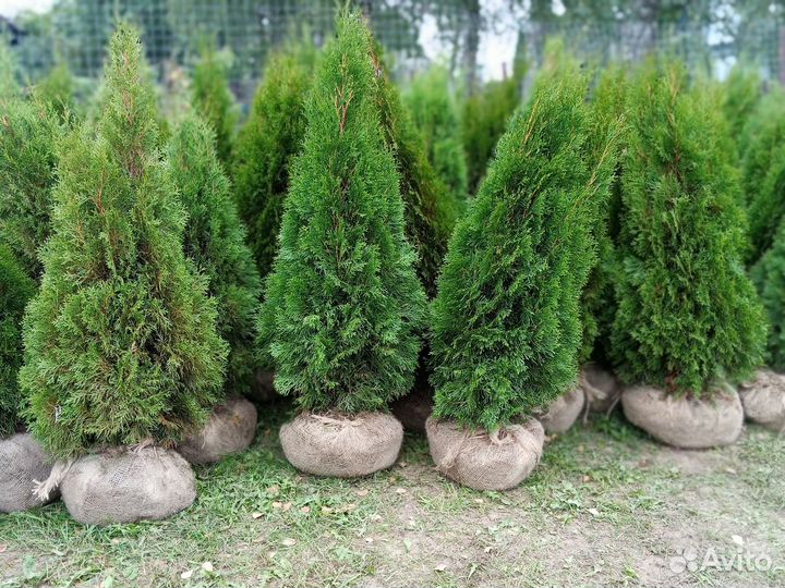 Питомник хвойных растений