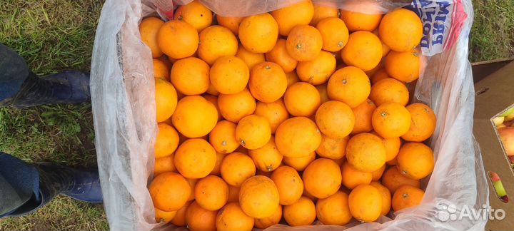 Апельсины, мандарины, яблоки