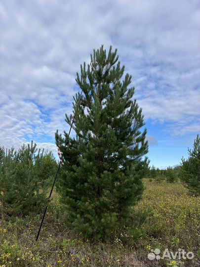 Ель сибирская (саженцы)