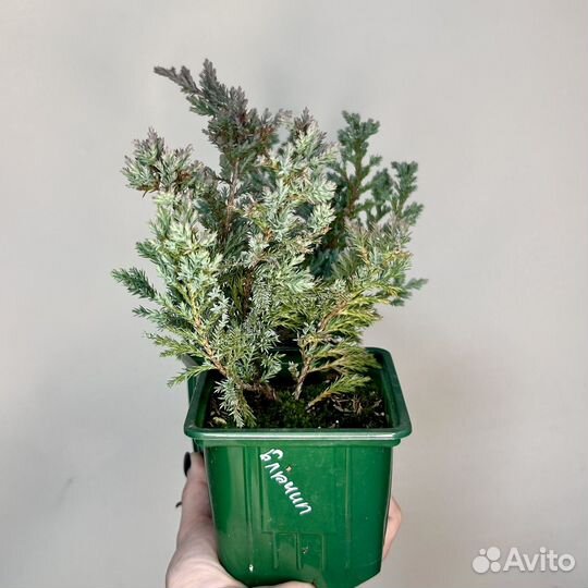 Можжевельник 3 сорта