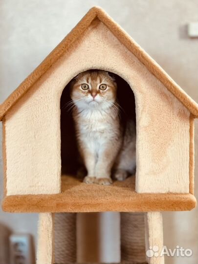 Шотландская вислоухая