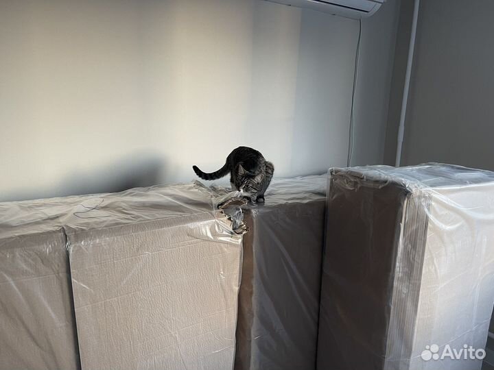 Кошка, в самые добрые руки