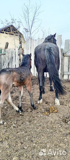 Кобыла с жеребенком