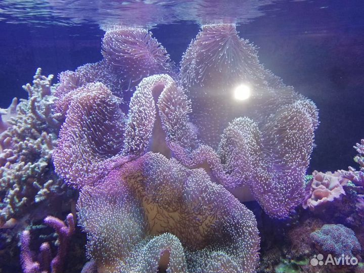 Продам морской аквариум