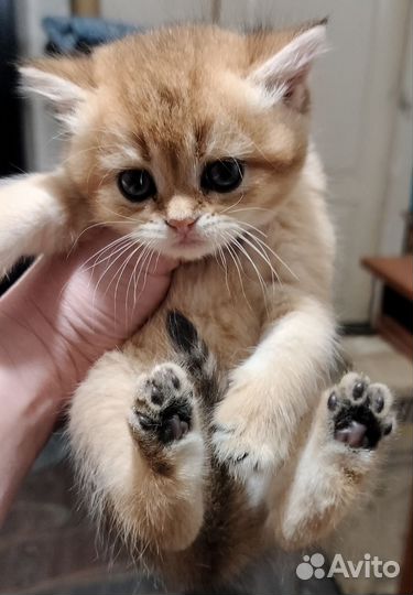 Британские котята