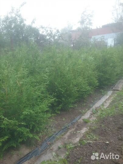 Туя брабант 90 см распродажа