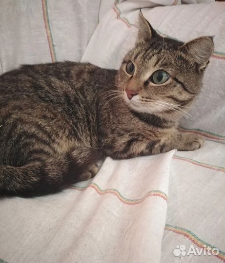 Котик славик в добрый дом