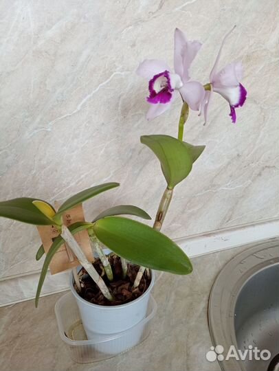 Комнатные растения.фаленопсисы бабочки.катлея
