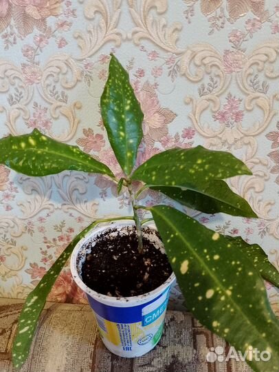 Кротон, лавровый лист, сингониум