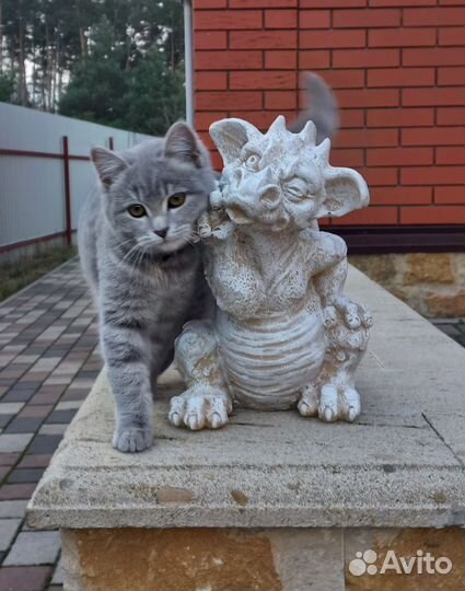 Котята в добрые руки даром