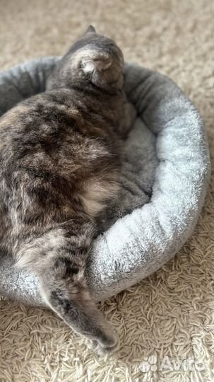 Лежанка для кошек меховая 50 см