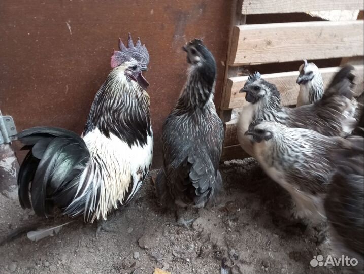 Семейка лакеданзи серебро