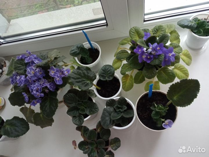 Комнатные цветы фиалки