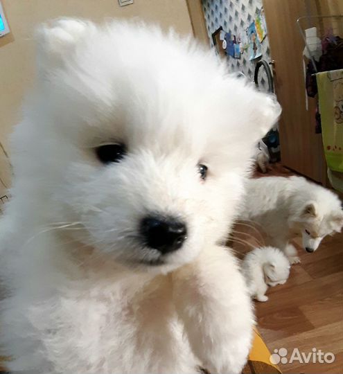 Самоедская лайка щенки