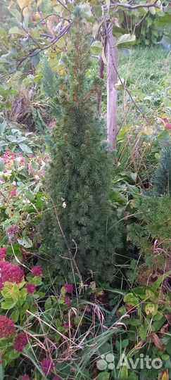 Ель канадская коника