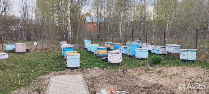 Пчелы, пчелопакеты карника
