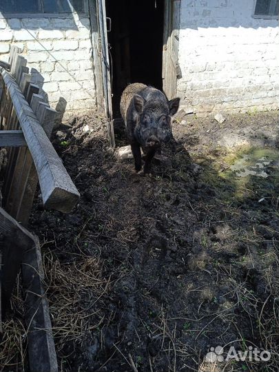 Хряк вьетнамский