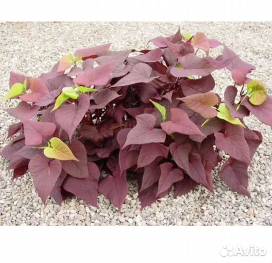 Ипомея батат