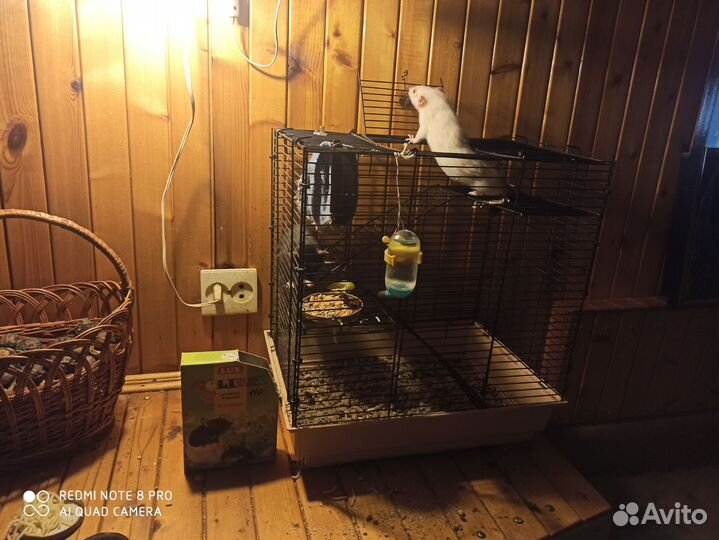 Крысы дамбо девочки