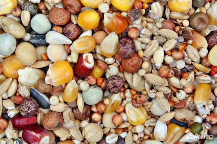 Корм для грызунов (смесь из 12 видов зерна)