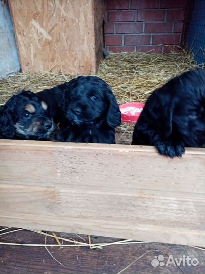 Щенки спаниеля