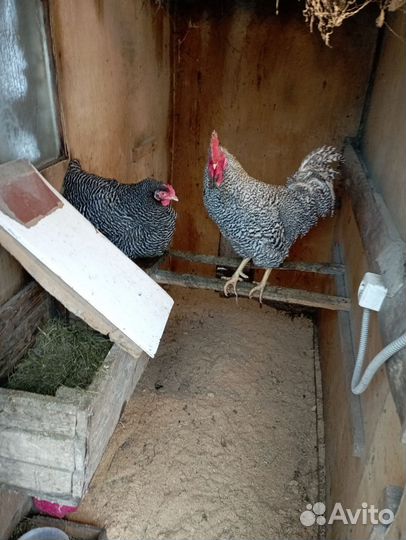 Чистопородные куры