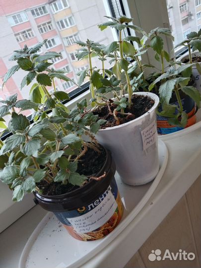 Ахименесы сортовые