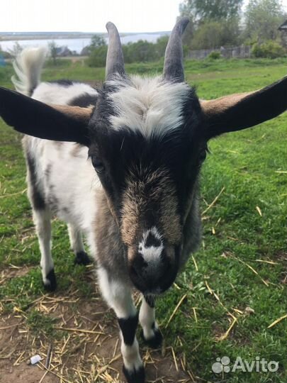 Коза козлята ламанча