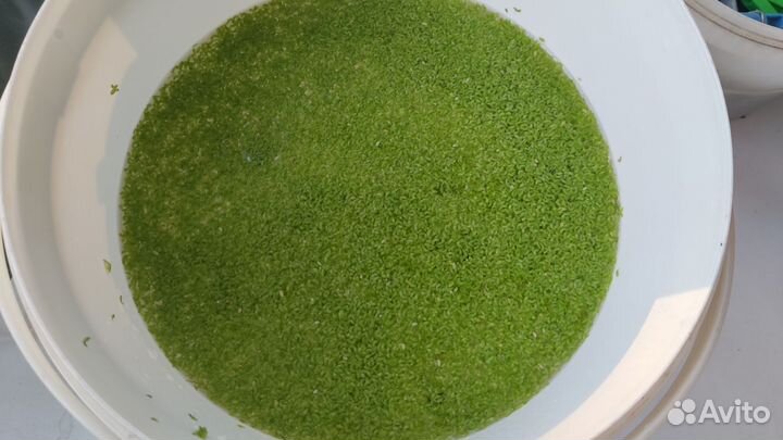 Аквариумные растения отдам