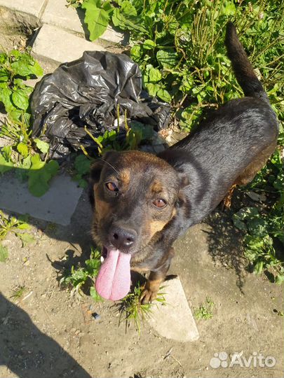 Собака Ника