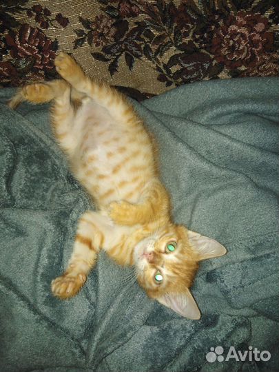 Котенок Персик