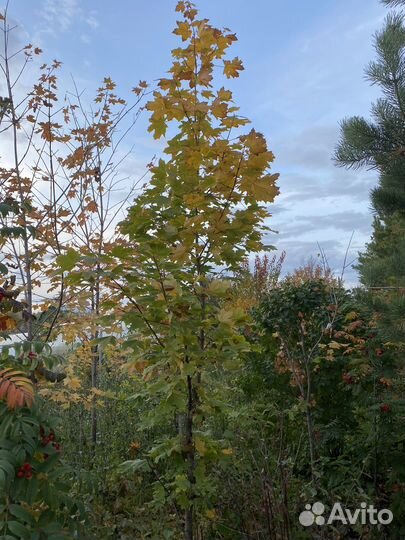 Саженцы клена