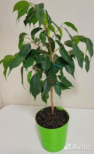 Фикус бенджамина