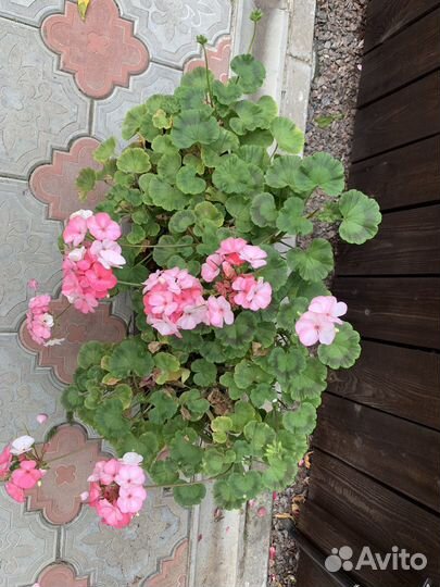 Пеларгония три цвета