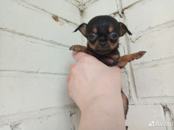 Чихуахуа мини