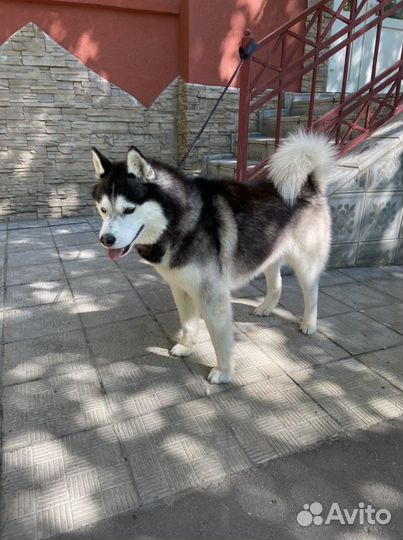 Вязка кобель хаски