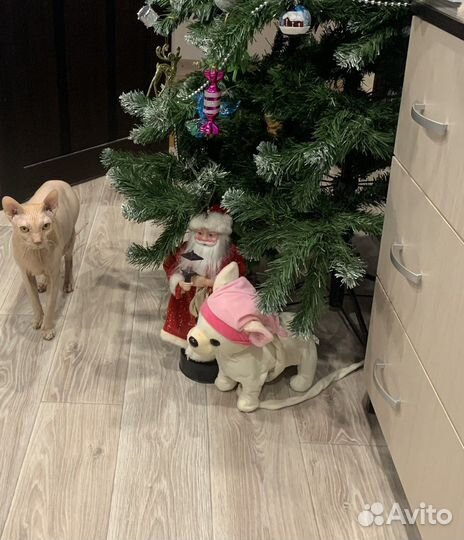Кот в дар