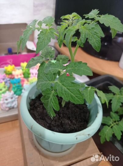 Рассада помидор черри