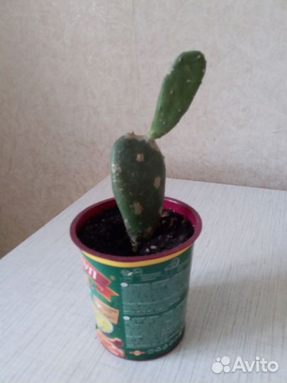 Кактус опунция