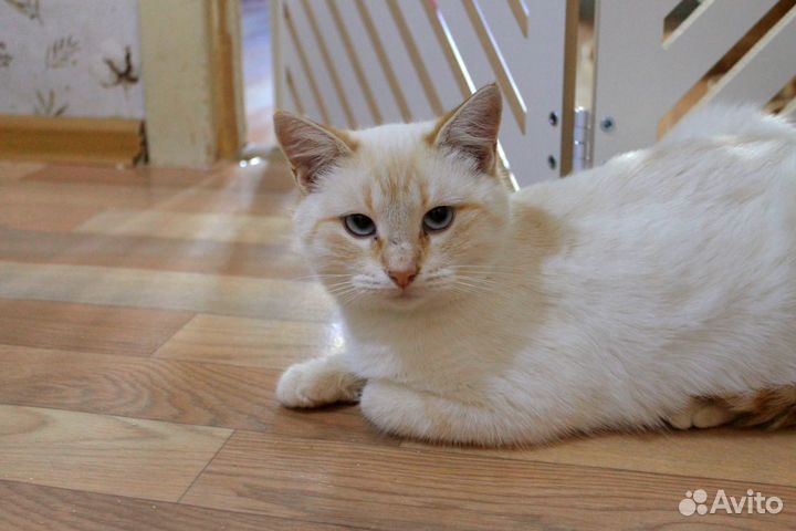 Коасивая молодая кошка в добрые руки