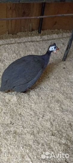 Птица цесарки