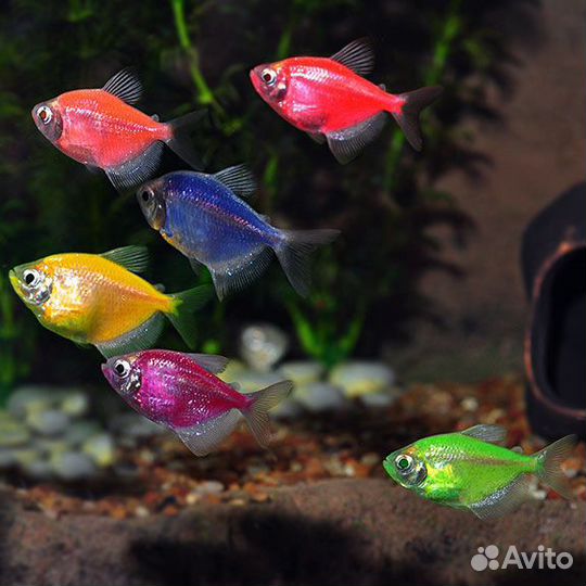 Аквариумные рыбки