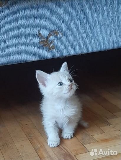 Котик и кошечка в дар