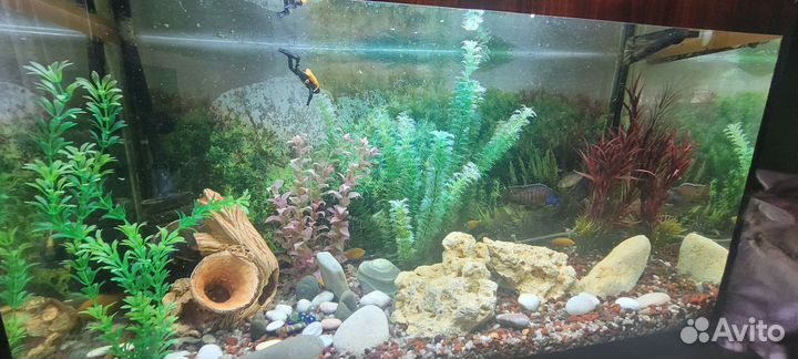 Аквариум с рыбками