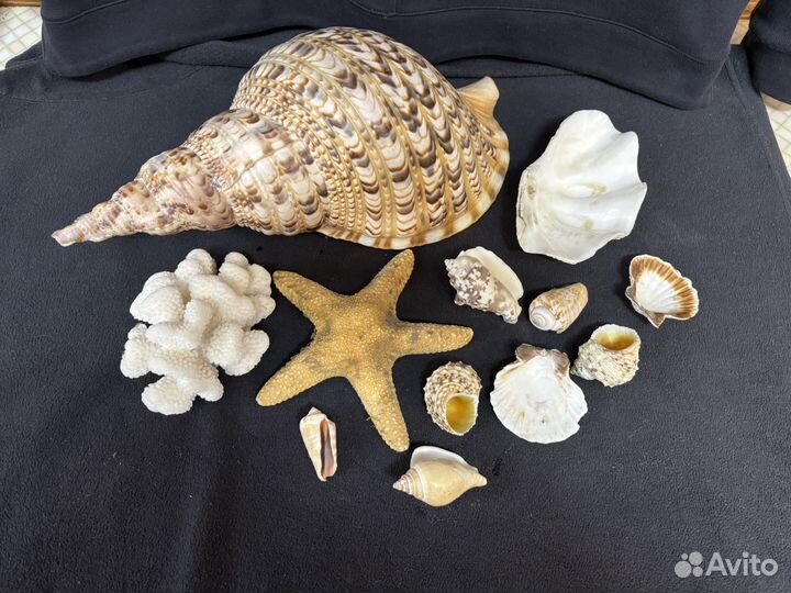 Морские ракушки раковины коралл