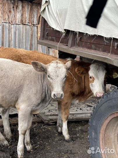 Телята телочки